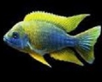 AULONOCARA JACOBFREIBERGI MAMELELA