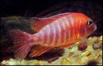AULONOCARA SP RED RUBIN