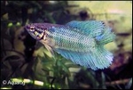 BETTA SPLENDENS DOUBLE TAIL FEMALE