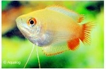 COLISA CHUNA GOLD - GELE HONINGGOERAMI