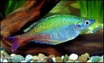 CHILATHERINA BLEHERI - BLEHERI'S REGENBOOGVIS