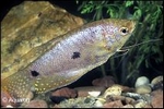 TRICHOGASTER TRICHOPTERIS - GOERAMI SPAT
