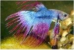BETTA CROWNTAIL - KEMPVIS  DIV KLEUREN