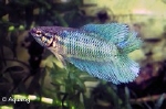 BETTA FEMALE DOUBLE TAIL - KEMPVIS VROUW