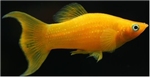 POECILIA SPHENOPS GOLD - GELE MOLLY