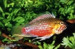 APISTOGRAMMA HONGSLOI