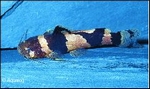 MICROGLANIS POECILIUS - DWERG-MARMERMEERVAL