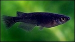ORYZIAS LATIPES BLACK - MEDAKA JAPANS RIJSTVISJE