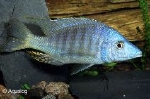 AULONOCARA BLEU TURQUISE