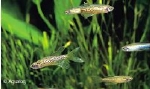 BRACHYDANIO FRANKEI LONG FIN - LUIPAARDDANIO SLUIER