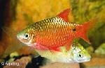 PUNTIUS CONCHONIUS GOLD ORANGE - PRACHTBARBEEL