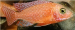 AULONOCARA FIRE RED DRAGON