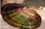 ZOETWATERMOSSEL GOUDSTREEP - ANODONTA SPECIE