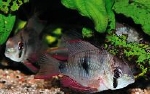 MIKROGEOPHAGUS RAMIREZI BLACK - ZWARTE ANTENNEBAARS