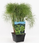 GROTE MAND CYPERUS PERCAMENTHUS AANBIEDING VAN 13,49