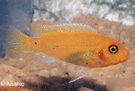 PSEUDOTROPHEUS SAULOSI CORAL RED