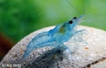 GARNAAL NEOCARDINA ELEKTRIC BLEU