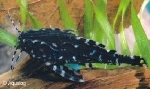 AGAMIXIS ALBOMACULATUS - GESPIKKELDE MEERVAL