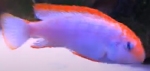 PSEUDOTROPHEUS RED TOP NDUMBI