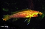 TANGANYIKA CICHLIDE - LAMPROLOGUS LELEUPI ORANGE