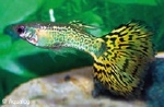 POECILLIA RETICULATA - GUP MAN COBRA GROEN
