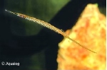 NICROPHIS BRACHYURUS - ZOETWATER NAALD