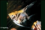 PTEROPHYLLUM SCALARE KOI RED HEAD - MAANVIS KOI RED HEAD