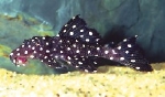 LEPORACANTHICUS GALAXIAS  -  L-7 L-29 WELS -