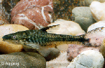 OTOCINCLUS ARNOLDI