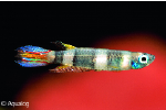 EPIPLATYS ANNULATUS - RINGBANDSNOEKJE