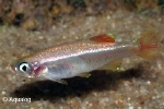 TANICHTHYS ALBONUBES FIRE ORANGE - CHINESE DANIO ORANJE