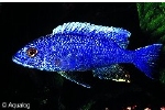 COPADICHROMIS AZUREUS PER PAAR !!  - MALAWICICHLIDE