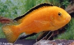 LABIDOCHROMIS CAERULEUS  ORANGE