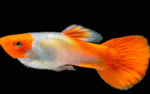 POECILIA RETICULATA - GUP KOI TRICOLOR M/F