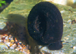 PLANORBARIUS CORNEUS BLEU - RAMSHORN SLAK BLAUW