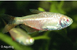 HEMIGRAMMUS CAUDOVITTATUS GOLD - RUITENVLEKZALM GOUD