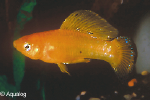 POECILIA LATIPINNA GOLD - GOUD MOLLY