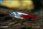 PARACHEIRODON INNESI - NEONTETRA DIAMANT