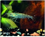 CARIDINA JAPONICA RED - ALGENETENDE RODE GARNAAL