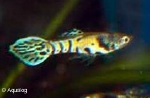 ENDLER GUP - POECILLIA WINGEI CAMPOMA EL TIGER