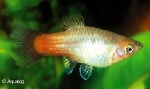 XIPHOPHORUS MACULATUS - PLATY TRICOLOR