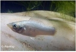 POECILIA LATIPNNA SILVER - MOLLY WIT
