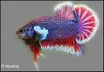 BETTA HELLBOY AAG GRADE  - KEMPVIS MAN