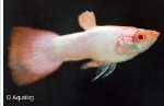 POECILLIA RETICULATA - GUP PLATINUM KOI