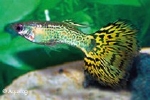 POECILLIA RETICULATA - GUP MAN COBRA GROEN