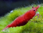 GARNAAL - NEOCARIDINA BLOODY MARY