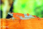 GARNAAL - NEOCARIDINA RILLI ORANGE