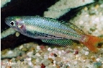 MELANOTAENIA AUSTRALIS SUPER RED - REGENBOOGVIS