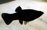 POECILLIA SPHENOPS BLACK - ZWARTE MOLLY