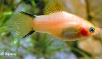 XIPHOPHORUS MACULATUS CORAL YELLOW